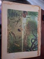 Schoolplaat 'In sloot en plas', Antiek en Kunst, Antiek | Schoolplaten, Ophalen of Verzenden, Natuur en Biologie