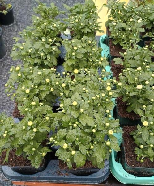 Te koop chrysanten plant diverse kleuren, Tuin en Terras, Planten | Tuinplanten, Ophalen