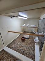 Rijstvogels, Meerdere dieren