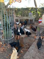 Kipper en hannen te koop, Dieren en Toebehoren, Pluimvee, Meerdere dieren, Kip