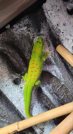 Gezocht..madagascar daggekko man, Dieren en Toebehoren, 0 tot 2 jaar