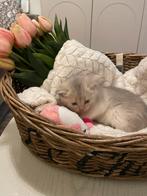 Britse korthaar, Meerdere dieren, Ontwormd