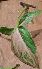 syngonium Pink splash stekken, Ophalen of Verzenden, Halfschaduw, Minder dan 100 cm