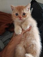 Britse korthaar kitten katertje, Dieren en Toebehoren, Katten en Kittens | Raskatten | Korthaar, Kater, Ontwormd