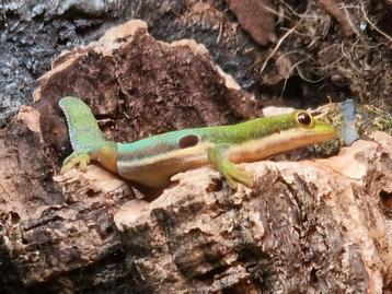 1.0 Phelsuma Parva [Lesser Madagascar Day Gecko male] beschikbaar voor biedingen