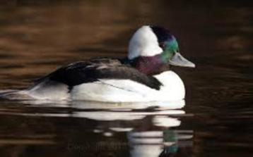 Siereenden-Ganzen en zwanen beschikbaar voor biedingen