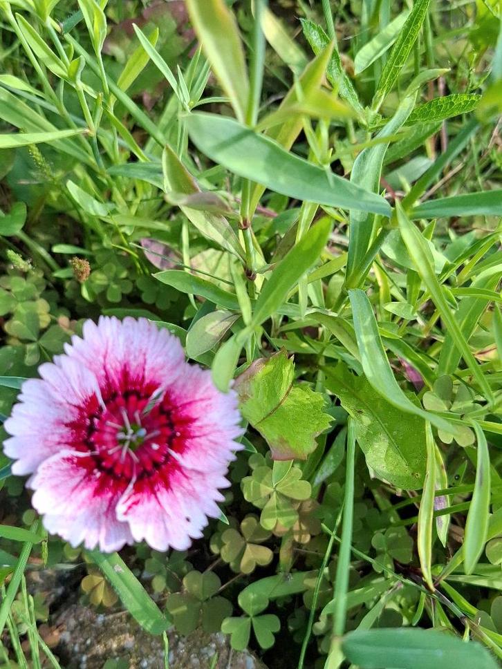 Anjer Mix laag, Tuin en Terras, Bloembollen en Zaden, Zaad, Voorjaar, Volle zon, Ophalen of Verzenden