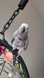 Grijzeroodstaart, Vrouwelijk, Papegaai, Tam