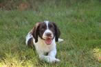 Raszuivere Engelse Springer Spaniel pup, Dieren en Toebehoren, Honden | Retrievers, Spaniëls en Waterhonden, CDV (hondenziekte)