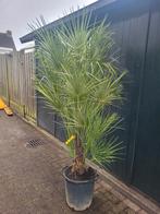 Zeer grote chamaerops humillis palmen, Ophalen of Verzenden, Zomer, Volle zon, Palmboom