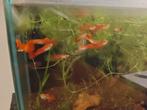 Red flamingo guppy, Dieren en Toebehoren, Vissen | Aquariumvissen, Vis
