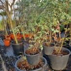 Eucalyptus Camaldulensis - Eucalyptusplant g71392, Tuin en Terras, Planten | Tuinplanten, Ophalen of Verzenden