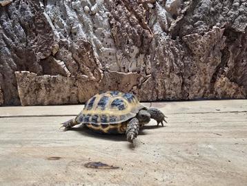 Russische vierteenschildpad beschikbaar voor biedingen