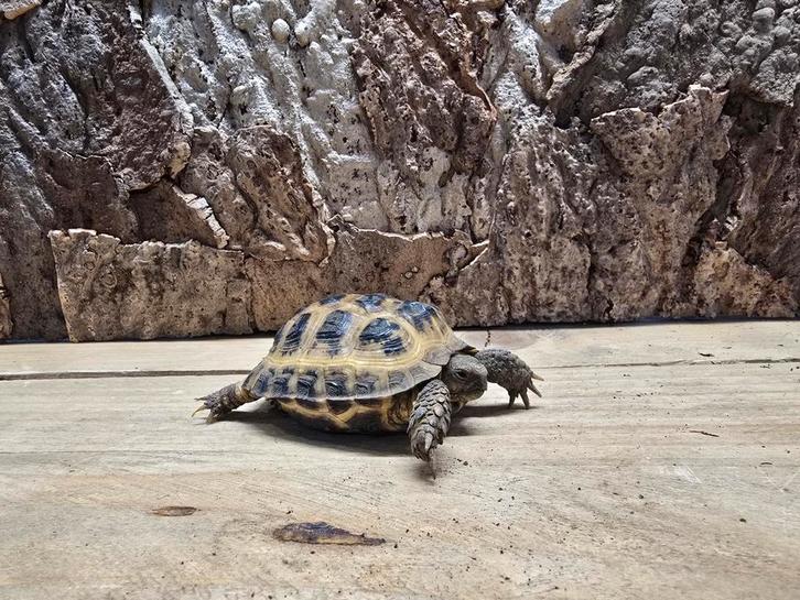 Russische vierteenschildpad, Dieren en Toebehoren, Reptielen en Amfibieën, Slang, 0 tot 2 jaar