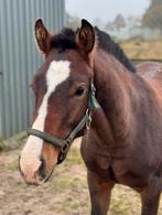 Bloedmooi Freiberger hengstveulen, Dieren en Toebehoren, Paarden, Hengst, Niet van toepassing, Gechipt, 0 tot 2 jaar