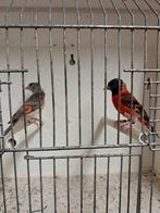 Kapoetsen sijzen, Dieren en Toebehoren, Vogels | Overige Vogels, Meerdere dieren, Tropenvogel, Geringd