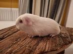 3 mooie california beertjes, Dieren en Toebehoren, Cavia, Mannelijk, November, Tam