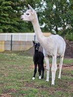 Alpaca’s te koop – merries en jonge dieren (2025), Ophalen, Zo goed als nieuw, Overige diersoorten