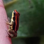 Ranitomeya uit eigen kwekerij in overvloed, Amfibie
