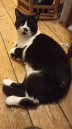 Britse korthaar verschillende, Dieren en Toebehoren, Meerdere dieren, 0 tot 2 jaar