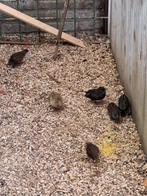 Nog een koppeltje chinese kwartels, Dieren en Toebehoren, Pluimvee, Meerdere dieren, Overige soorten