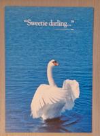 KLM Zwaan Sweetie darling Ansichtkaart, Verzenden, 1980 tot heden, Ongelopen, Overige thema's