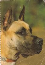 Ansichtkaart van Duitse of Deense dog, Verzamelen, Ophalen of Verzenden, Ongelopen, Hond of Kat