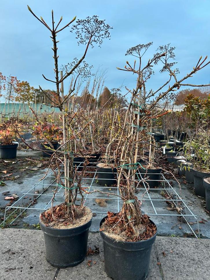 Hydrangea anomala petiolaris Klimhortensia - 5L pot, Tuin en Terras, Planten | Bomen, Overige soorten, Minder dan 100 cm, Halfschaduw