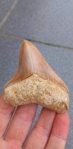 Mooie Megalodon haaientand uit Indonesië fossiel, Verzamelen, Mineralen en Fossielen, Ophalen of Verzenden, Fossiel
