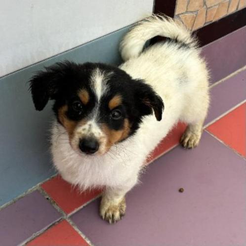 ACE: Bobje is een lieve, knappe en sociale knaap, Dieren en Toebehoren, Honden | Niet-rashonden, Middel, Reu, Particulier, Eén hond
