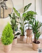 Black Friday Deal - 5 for 140, In pot, Minder dan 100 cm, Groene kamerplant, Halfschaduw