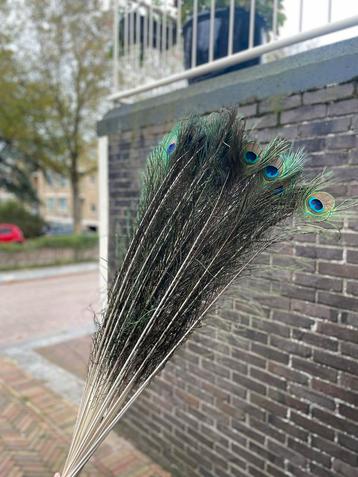 Pauwenveren - 35 stuks - 120cm - Decoratie beschikbaar voor biedingen