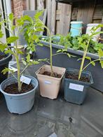 tomaten plant, Zomer, Ophalen of Verzenden, Groenteplanten, Eenjarig