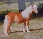 Te koop Mooie merrie jeugdkampioen!, Dieren en Toebehoren, Pony's, Merrie, A pony (tot 1.17m), 0 tot 2 jaar