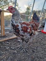 Araucana kleurlegger haan van 14 februari 2025, Mannelijk, Kip