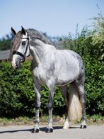 Schitterende sprookjes PRE hengst te koop, Dieren en Toebehoren, Paarden, Hengst, Dressuurpaard, 3 tot 6 jaar