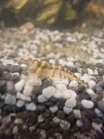 Garnalen aquarium zeer goede poetsers opruimers, Kreeft, Krab of Garnaal