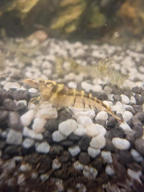 Garnalen aquarium zeer goede poetsers opruimers, Dieren en Toebehoren, Vissen | Aquariumvissen, Kreeft, Krab of Garnaal