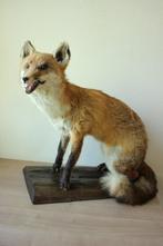 Taxidermie opgezette vos, Verzamelen, Ophalen of Verzenden, Gebruikt, Wild dier, Opgezet dier