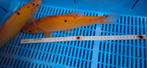 Goudzeelt Tinca tinca auratus, Overige soorten