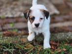Zuivere Ruwharige/Broken Jack Russel pups, Parvo, Jack Russell Terriër, 8 tot 15 weken, Meerdere