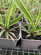 Carex morrowii Goldbanded | Japanse zegge | siergrassen, Halfschaduw, Vaste plant, Siergrassen, Ophalen of Verzenden