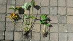 Ananas aardbei (pineberry) plant- en stekjes, Tuin en Terras, Planten | Tuinplanten, Volle zon, Vaste plant, Ophalen of Verzenden