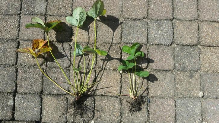 Ananas aardbei (pineberry) plant- en stekjes, Tuin en Terras, Planten | Tuinplanten, Vaste plant, Fruitplanten, Volle zon, Lente