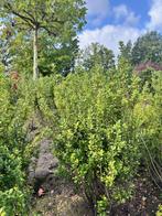 Ilex Crenata, Tuin en Terras, Planten | Struiken en Hagen, Ophalen, Hulst, Minder dan 100 cm