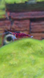Sulawesi Garnaal Caridina Dennerli, Dieren en Toebehoren, Kreeft, Krab of Garnaal