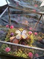 Vlinder in glazen kistje - Handgemaakt, Ophalen of Verzenden, Nieuw