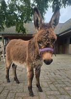 2 Mini Ezel Hengst Veulens, Juni, Mannelijk