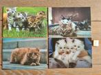 Set 1 4 KATTEN kaarten postcrossing nieuw, Verzamelen, Ansichtkaarten | Dieren, Ophalen of Verzenden, 1980 tot heden, Hond of Kat