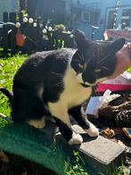 Lieve gecastreerde kater gratis!, Dieren en Toebehoren, Katten en Kittens | Overige Katten, Kater